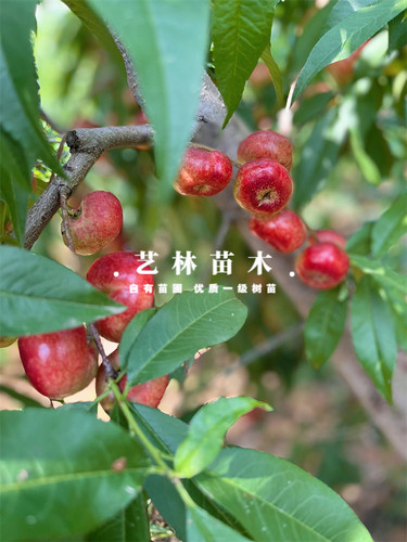 5月成熟特早熟珍珠油蟠桃苗嫁接迷你小油蟠树苗盆栽种植地栽果苗 - 图1
