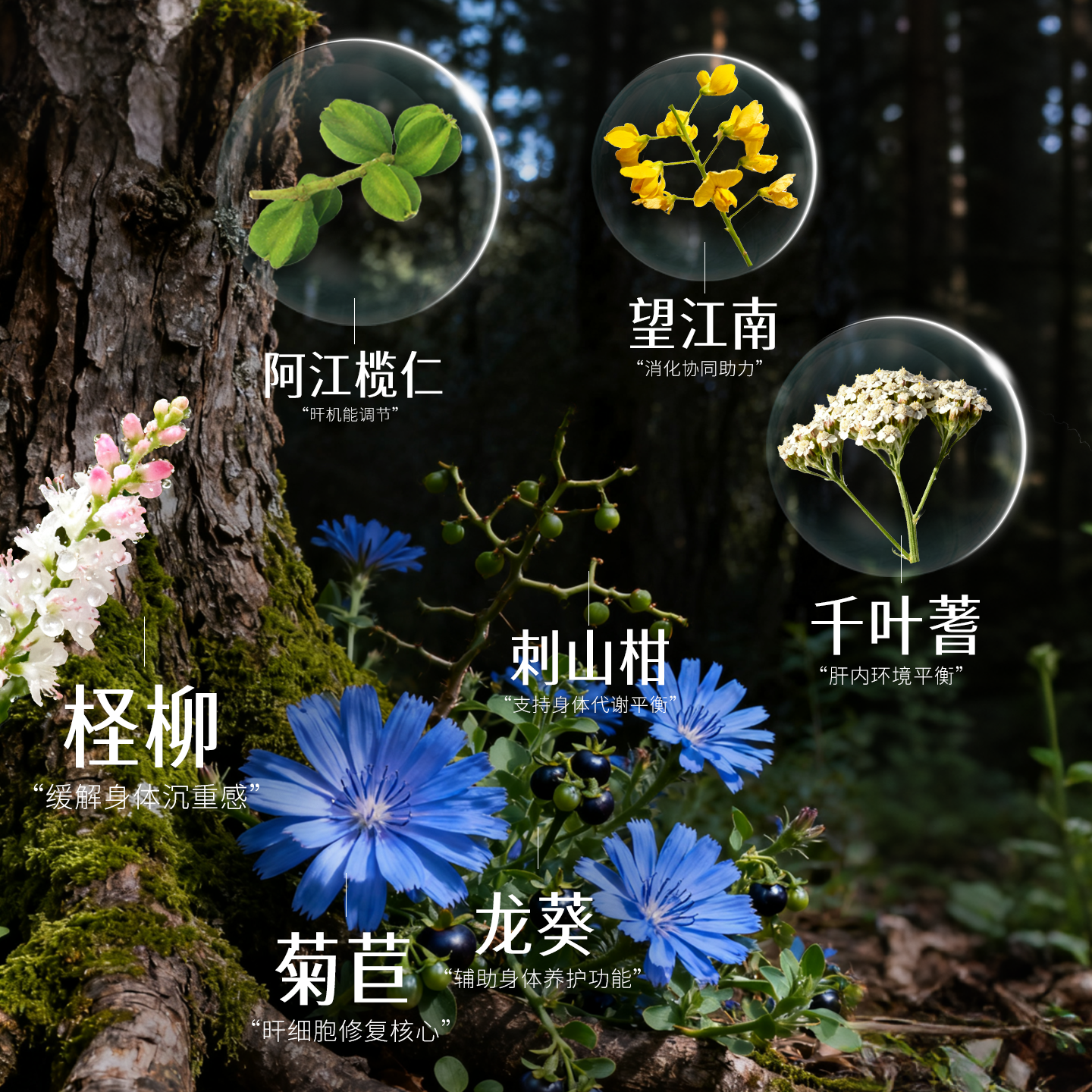 【3瓶】喜马拉雅护肝片女性养肝护肝男士解酒进口官方正品旗舰店