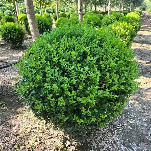 小叶黄杨球瓜子黄杨四季常青别墅地栽庭院花坛耐寒绿化植物篱笆墙 - 图2