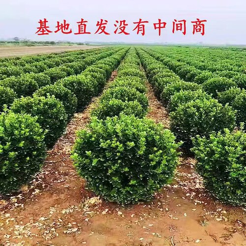 冬青球树苗地栽耐寒植物大叶黄杨球型庭院别墅围墙篱笆树绿化苗木 - 图1