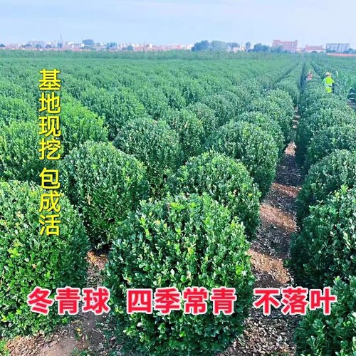 冬青球树苗地栽耐寒植物大叶黄杨球型庭院别墅围墙篱笆树绿化苗木 - 图0