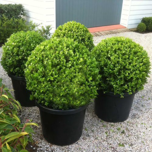小叶黄杨球瓜子黄杨四季常青别墅地栽庭院花坛耐寒绿化植物篱笆墙 - 图3