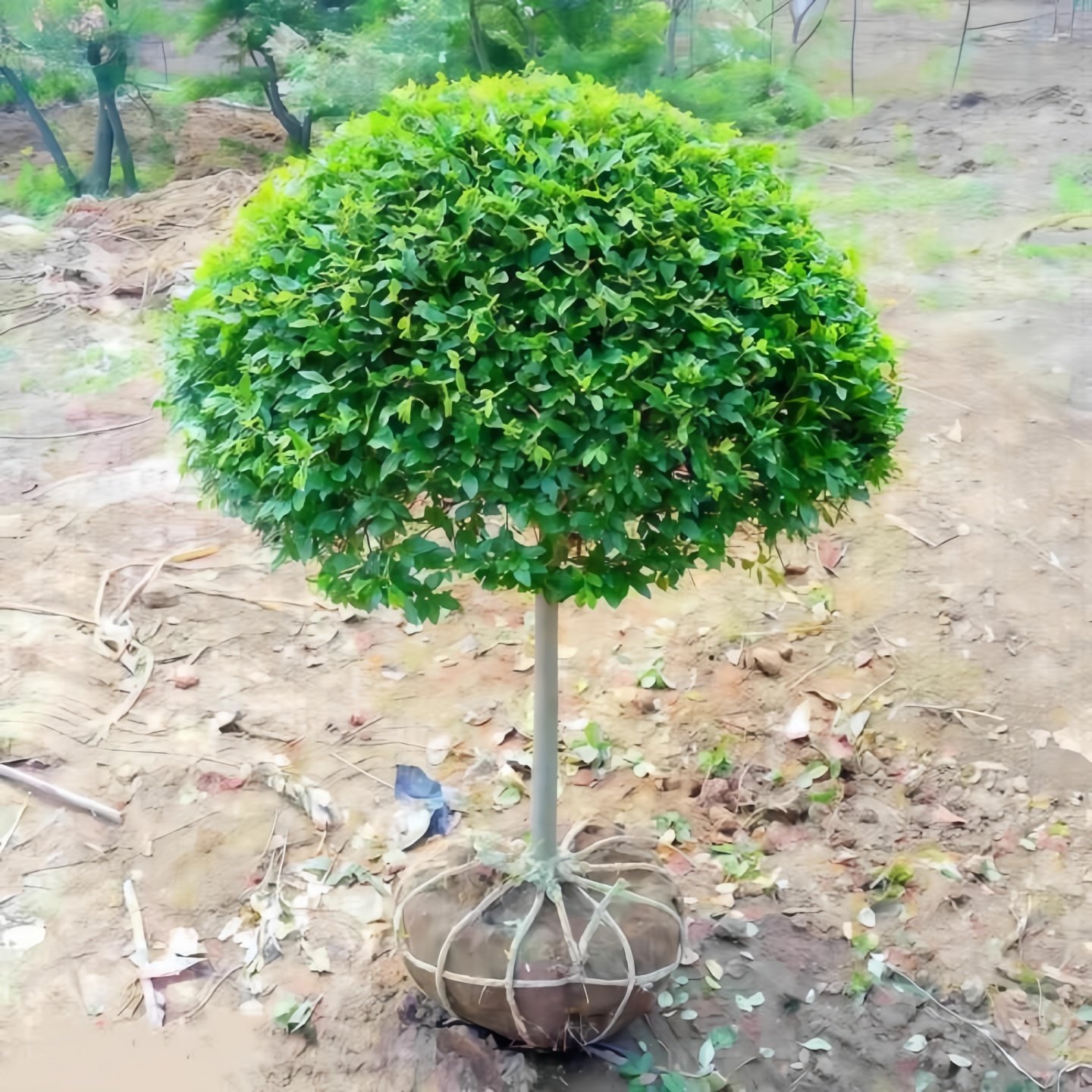 小叶女贞球独杆棒棒糖亮晶女贞耐寒庭院地栽别墅四季常青绿篱笆墙,淘宝优惠券,粉丝福利购,淘宝优惠卷