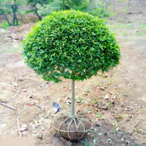小叶女贞球独杆棒棒糖亮晶女贞耐寒庭院地栽别墅四季常青绿篱笆墙 - 图3