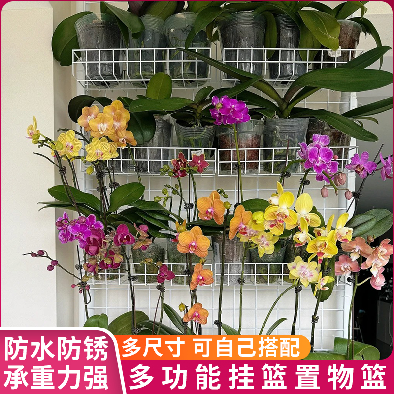 加粗铁丝网格挂篮蝴蝶兰吊篮阳台植物爬藤花架墙上宿舍超市置物篮 - 图1