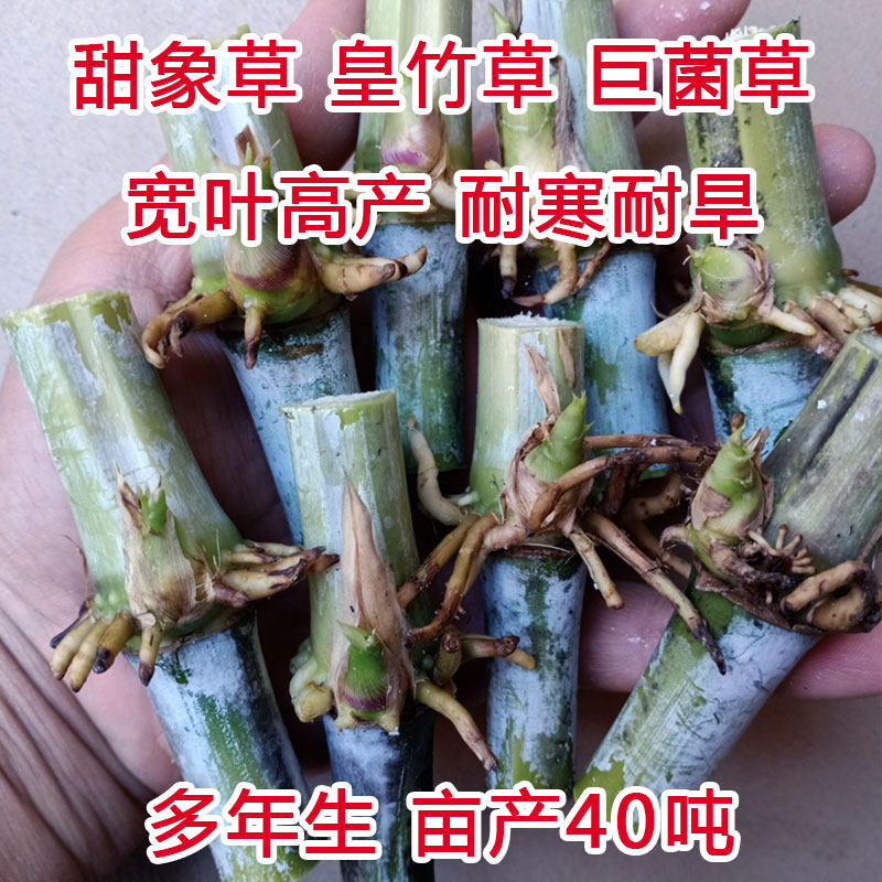 甜象草3号种节无毛耐寒皇竹草红象草巨菌草种节多年生四季牧草种-图0