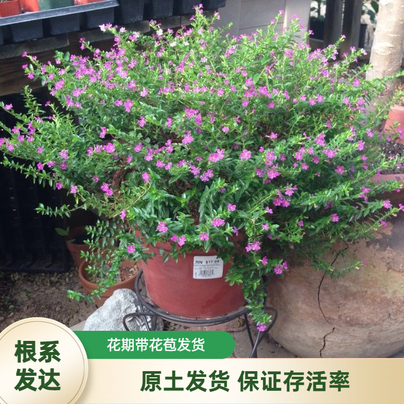 满天星盆栽绿植带花苞四季开花不断室内阳台庭院观花植物好养易活