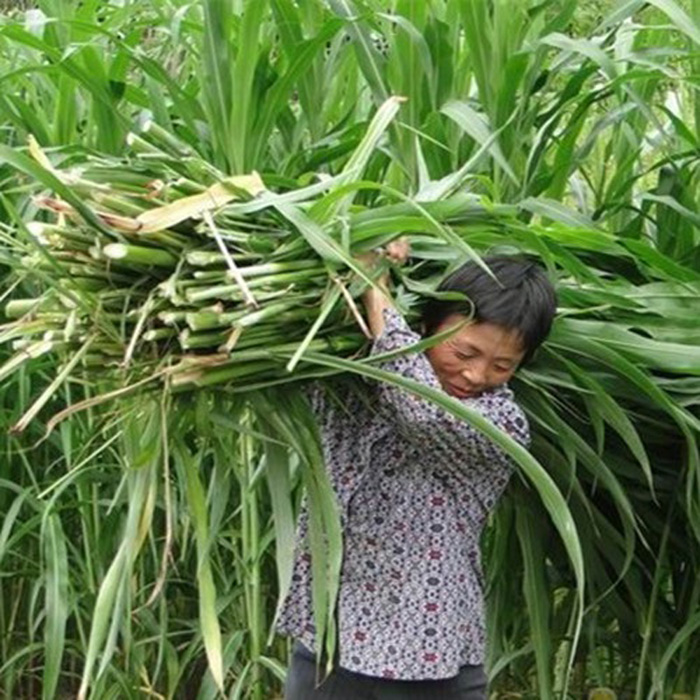 牧草种子墨西哥玉米草种子南北方多年生牛羊鸡鸭鹅猪兔鱼草籽种籽