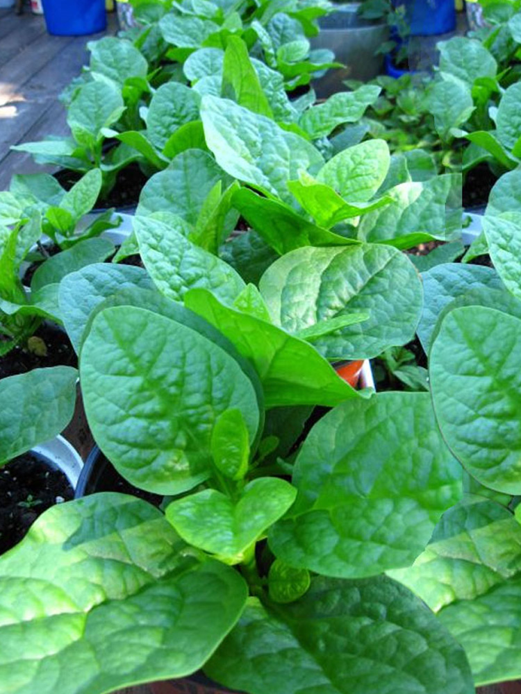 大叶木耳菜种子小青菜阳台盆栽菜种蔬菜种籽四季种植秧孑夏季菜苗-图0