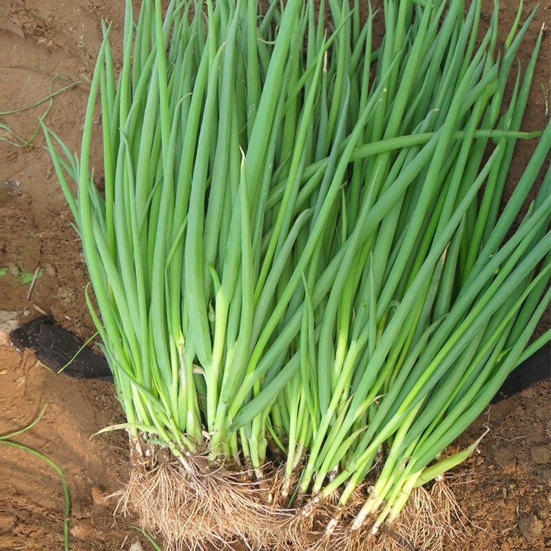 蔬菜种子四季播盆栽阳台庭院香菜青菜黄西瓜生菜小葱番茄籽孑大全 - 图0