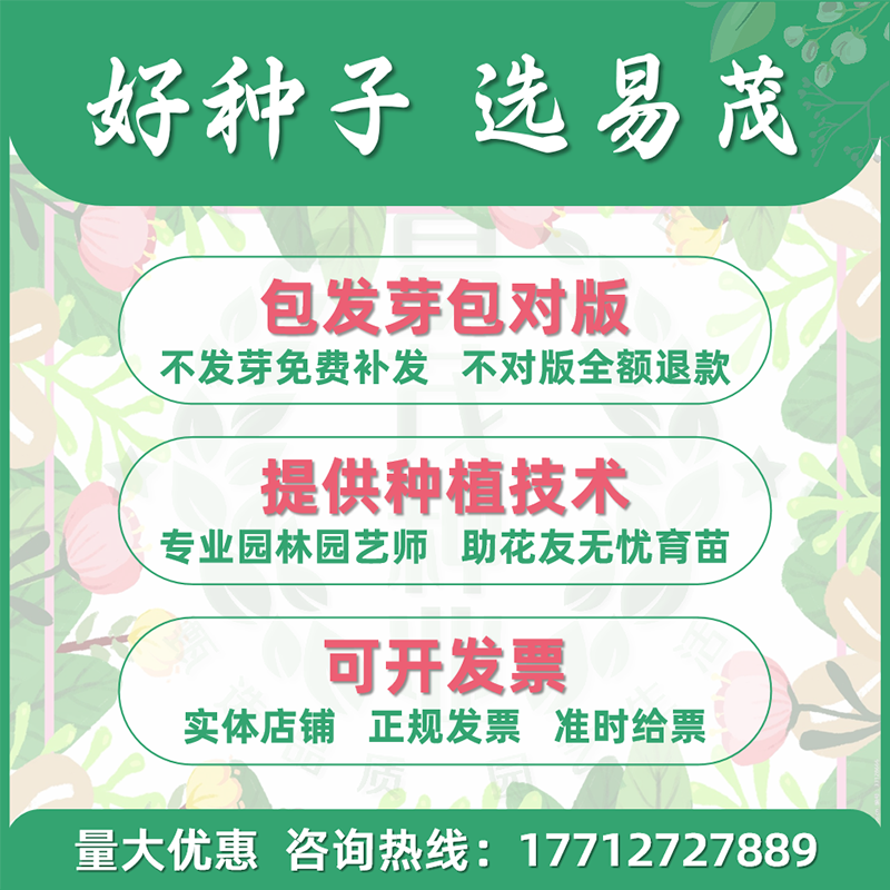 长春花种子日日春天天开花种籽易活四季播种庭院阳台盆栽耐热花卉 - 图0