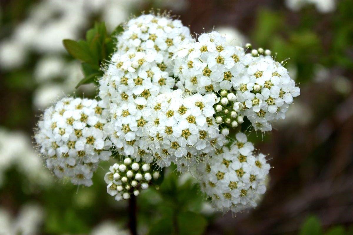 绣线菊种子抗旱抗寒花卉景观易播易种绿植庭院花海珍珠梅种籽 - 图0