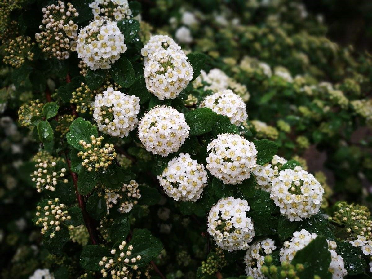 绣线菊种子抗旱抗寒花卉景观易播易种绿植庭院花海珍珠梅种籽 - 图1