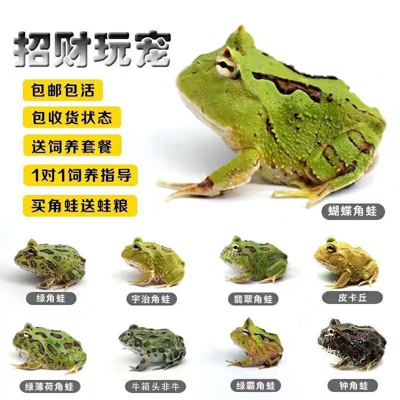 角蛙爬宠草莓蝌蚪绿角蛙宠物黄金角蛙南瓜角蛙钟角蛙蓝薄荷角蛙蛙-图2