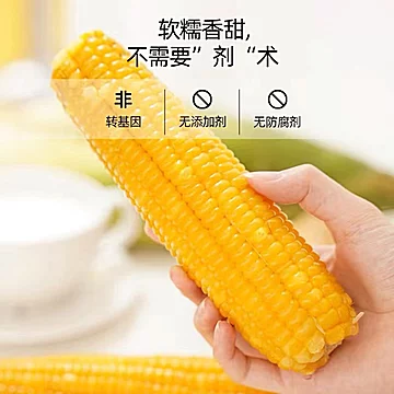【300g*8根】东北黄糯玉米绿色食品认证[5元优惠券]-寻折猪