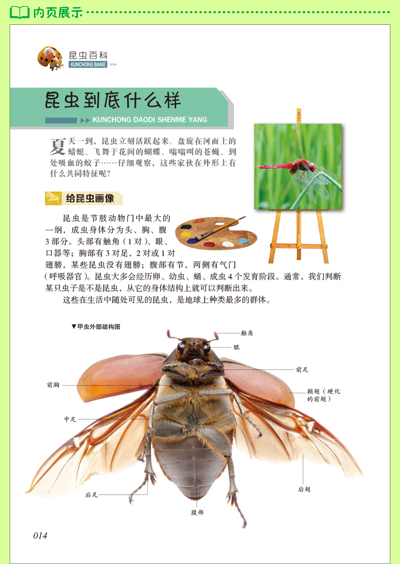 昆虫百科全书 昆虫书籍幼儿绘本认识虫子蝴蝶知识小百科虫虫书大全科普认知儿童关于昆虫的书图片图鉴小学生大百科昆虫记昆虫王国