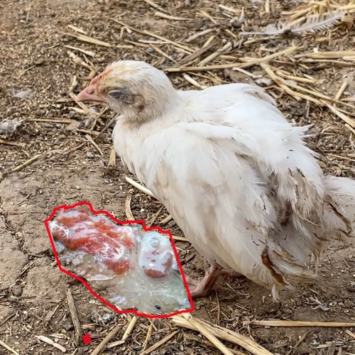 Куриные кокцидии Чистые куриные слепые кокцидии Мелкие кокцидии Куриные кокцидии Красный куриный помет