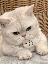 Pure Breeds Silver Asymptotic Cat Young Cat Living British Short Gold Asymptotic Cat Short Foot Cat Silver Point Cat Living Things Pet Kitty Cub