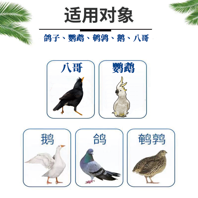 鸽子专用增蛋多多提高受精率鸽子不下蛋鸽子保健沙增蛋宝鸽子下蛋,淘宝优惠券,粉丝福利购,淘宝优惠卷