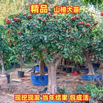 Hawthorn Fry married Miao Large 5-ribbed hawthorn tree Miao Southern Northern Cultivated Courtyard Potted Plant planted fruit tree Miao Venus