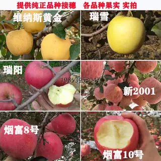 苹果嫁接枝条红富士穗条烟富8号10苹果枝条接穗鲁丽秦冠芽点 - 图1