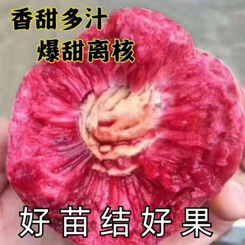 正宗血桃皇后树苗果树嫁接苗早熟南北方种植盆栽地栽嫁接当年结果 - 图0