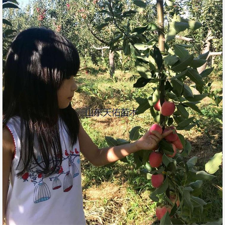 正宗东北鸡心果树苗耐寒庭院果树地栽盆栽南方北方种植当年结果苗 - 图3