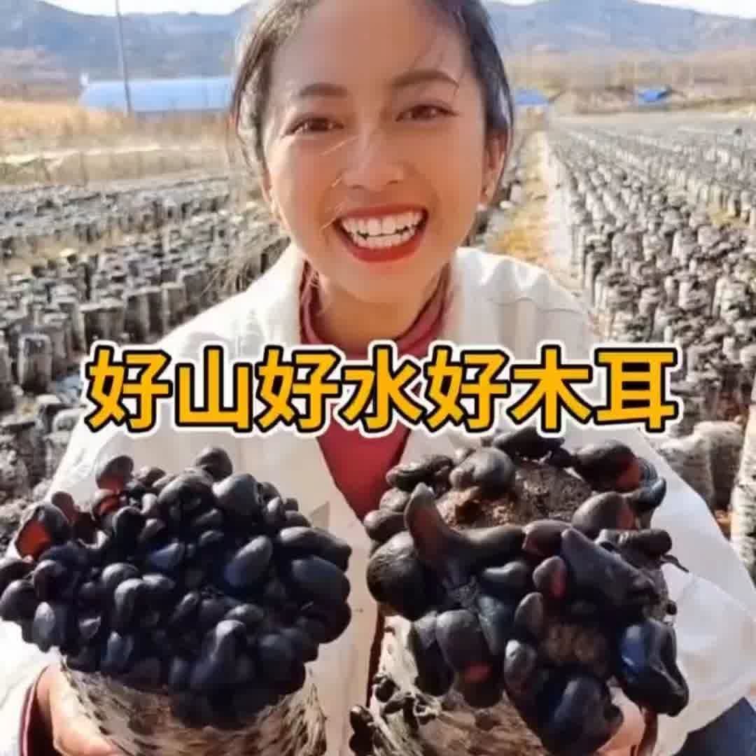  柏麦燕黑木耳