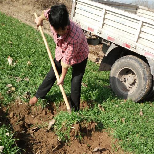 园土泥土营养土种菜种花绿植土沙土壤多肉养花黄土腐植土天然有机 - 图1