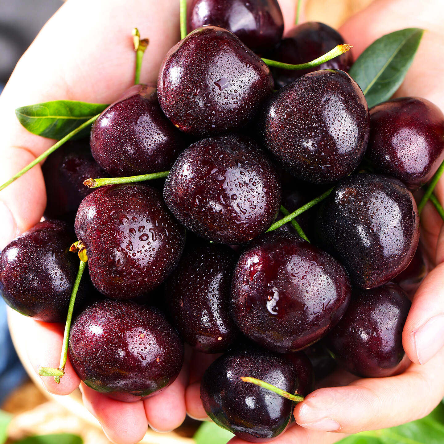智利进口车厘子新鲜水果包邮当季整箱礼盒5斤新货孕妇脆甜大樱桃