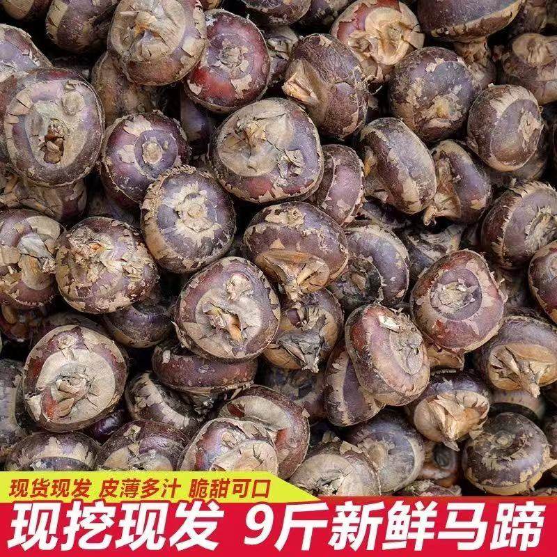 广西特产新鲜马蹄带泥大个马蹄现挖荸荠地栗脆甜当季水果蔬菜马蹄,淘宝优惠券,粉丝福利购,淘宝优惠卷