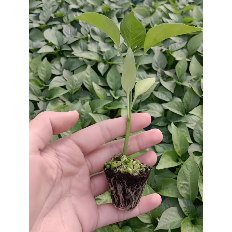 二荆条辣椒苗秧苗高产长线椒苗高产早熟穴盘苗四季阳台盆栽蔬菜苗 - 图2
