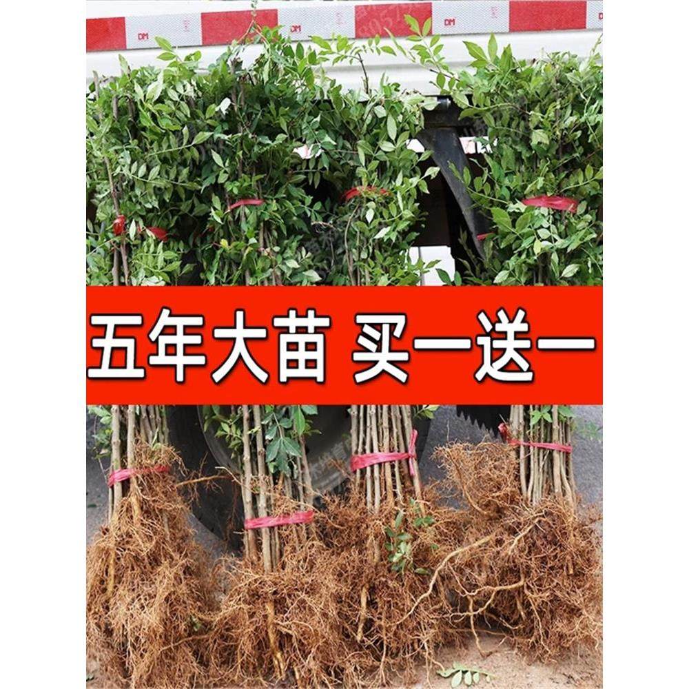 正宗四川汉源藤椒树苗青花椒椒无刺花椒绿花椒麻椒苗花椒苗树地栽 - 图0