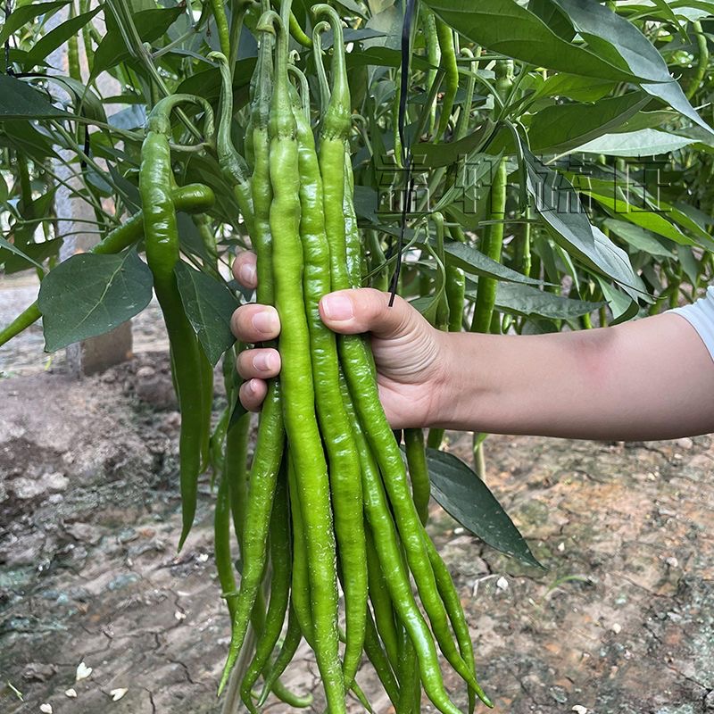 帝王线椒苗长辣椒苗秧苗二荆条幼苗青椒高产四季种阳台盆栽蔬菜苗 - 图3