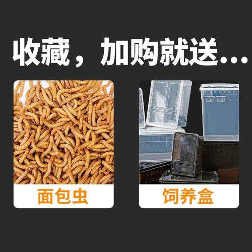 豹纹守宫蜥蜴无毒网红宠物入门级爬宠活体温顺好养不咬人另类小宠 - 图3