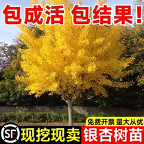 Golden Leaf Gingko Tree Live Fry Patio courtyard Row Tree Greening Miao Miao Ginkgo Small Fry White Fruit Tree South North Cultivation