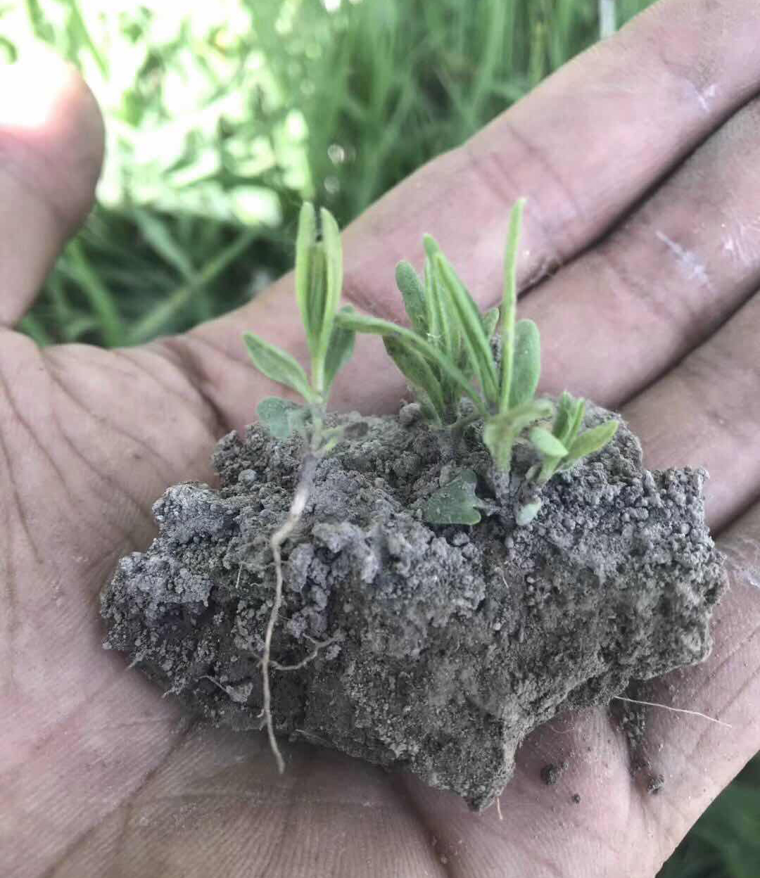 多年生驱蚊普罗旺斯薰衣草花籽 薰衣草花种子籽种植盆栽种灵香草