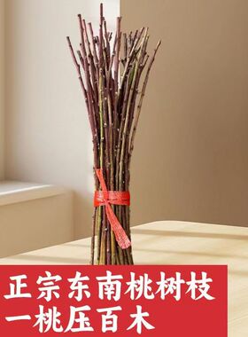 新鲜桃树枝儿童护身压惊卧室桃树枝床头乔迁挂件祈福摆件新生儿