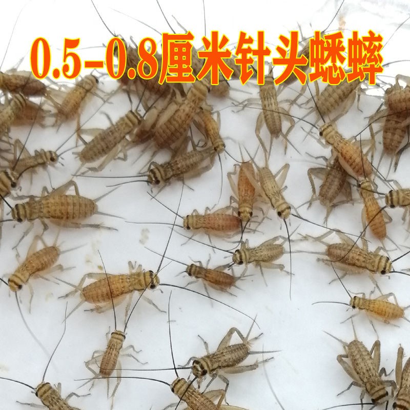 蛐蛐蟋蟀白蛐蛐活体饲料活物鱼鸟爬虫活食各种规格包邮送饲料-图1