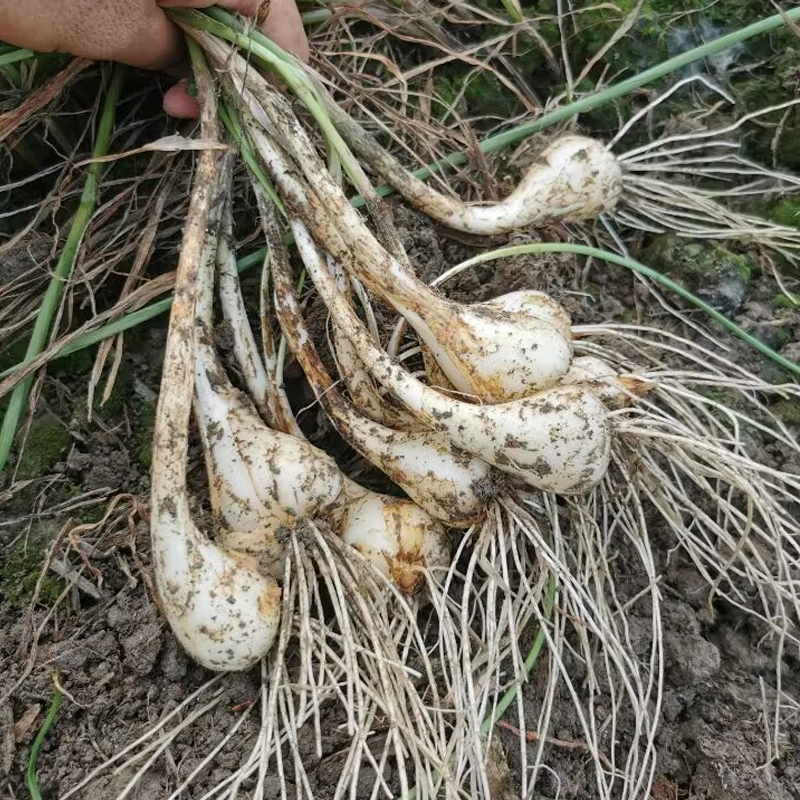 新鲜荞头现挖现发茭头江西藠头农家自种藠头下饭菜叫头5斤包邮 - 图0