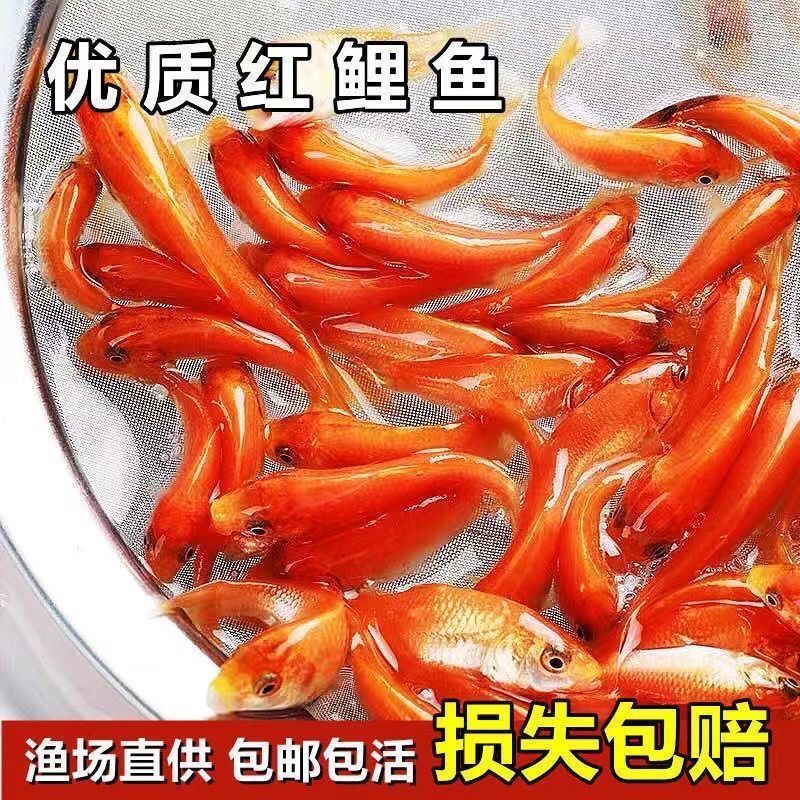 淡冷水中小型观赏红草金饲料鱼食苗狗头雷龙鱼水虎龟活饵耐活好活 - 图0