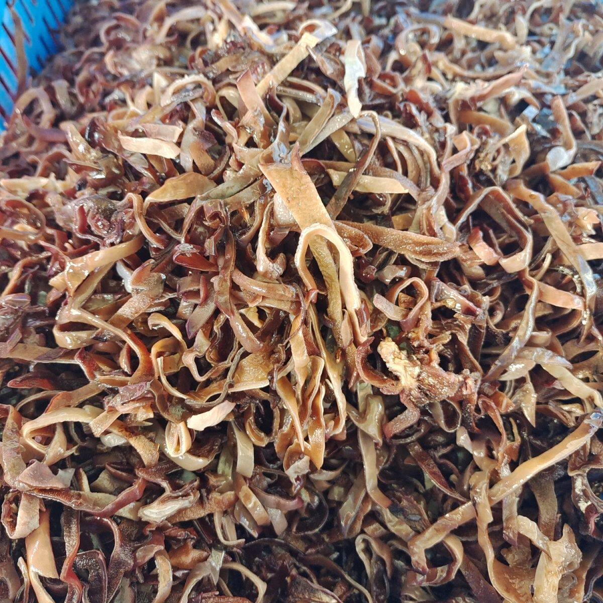  生香范黑木耳