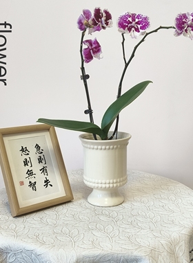 欧式ins风陶瓷花盆现代简约个性创意室内桌面蝴蝶兰石斛兰花盆