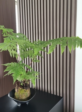 简约苔藓球流泉枫植物底盘室内中式桌面禅意装饰花器陶瓷水培花盆