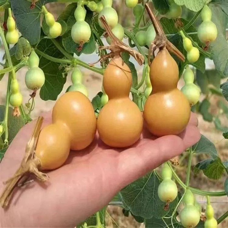 手捻小葫芦种子四季播种观赏阳台庭院爬藤文玩葫芦种籽盆栽花种籽,淘宝优惠券,粉丝福利购,淘宝优惠卷