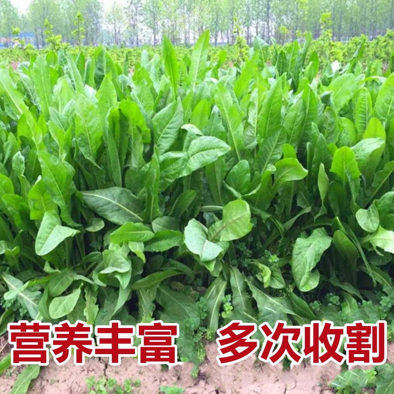 大叶菊苣草种籽多年生将军菊苣种子喂猪牛羊鸡鸭鹅鱼兔草牧草种孑 - 图0