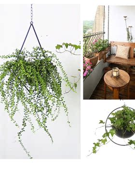 Nordic Style Circle Metal Plant Hanger Chain Hanging Basket