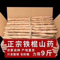 Iron sticks yam fresh Huai yam Henan Jiao Zuowen County Zhengzong Iron Rod Yam Now Digs Yams 5 Cati Yams