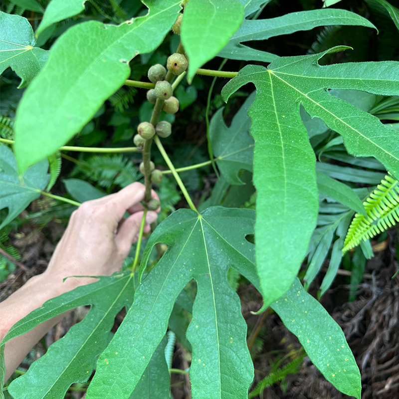 广东粤西五指毛桃根野生中药材煲汤泡酒新鲜干货土茯苓精选靓汤料 - 图1