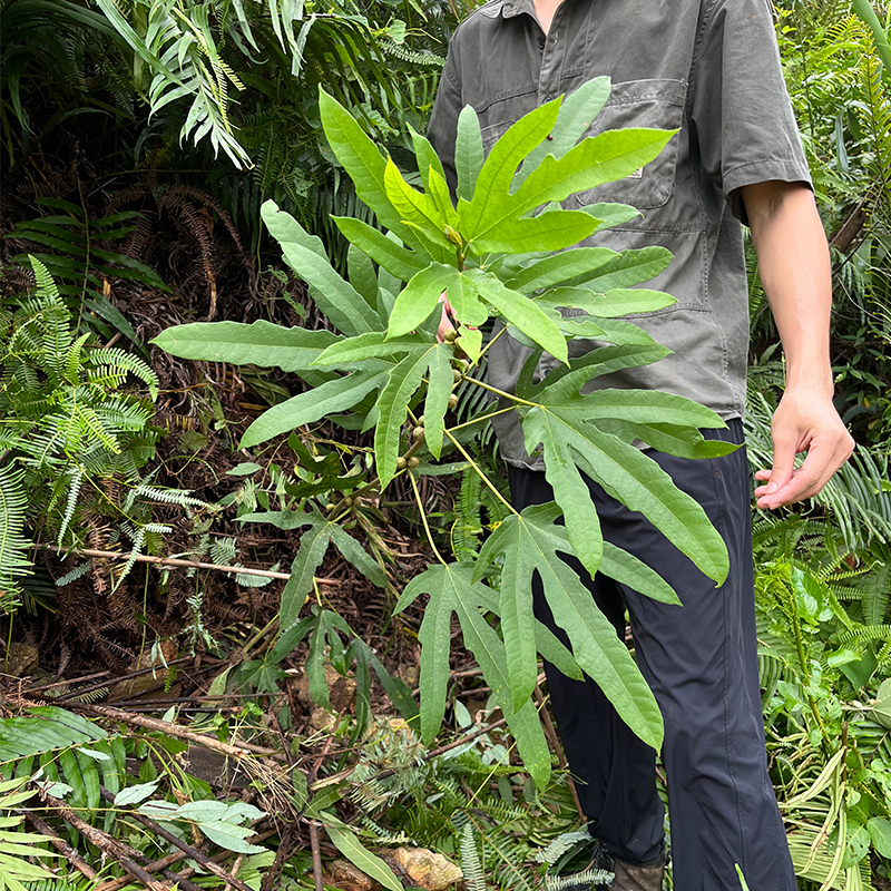广东粤西五指毛桃根野生中药材煲汤泡酒新鲜干货土茯苓精选靓汤料 - 图3